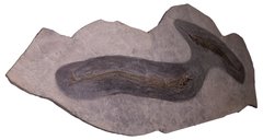 Рыбы Palaeorhynchus sp. и Lepidopus sp.