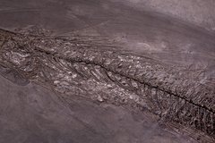 Рыбы Palaeorhynchus sp. и Lepidopus sp.