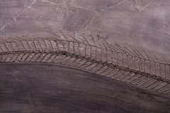 Рыбы Palaeorhynchus sp. и Lepidopus sp.