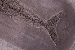 Рыбы Palaeorhynchus sp. и Lepidopus sp.