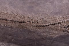 Рыбы Palaeorhynchus sp. и Lepidopus sp.