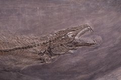 Рыбы Palaeorhynchus sp. и Lepidopus sp.