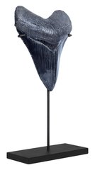 Зуб мегалодона 11 см коллекционного качества