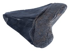 Зуб мегалодона 11 см коллекционного качества