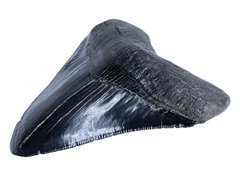 Зуб мегалодона 11 см коллекционного качества