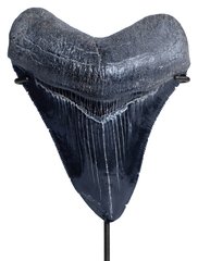 Зуб мегалодона 11 см коллекционного качества
