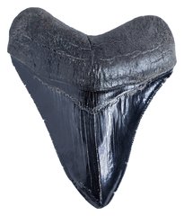 Зуб мегалодона 11 см коллекционного качества