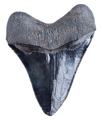 Зуб мегалодона 11 см коллекционного качества