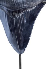 Зуб мегалодона 11 см коллекционного качества