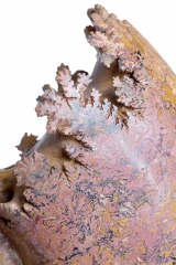 Аммонит Pachylytoceras dilucidum