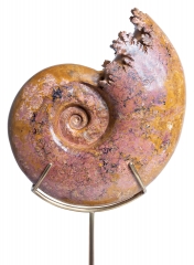 Аммонит Pachylytoceras dilucidum