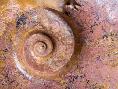 Аммонит Pachylytoceras dilucidum