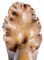 Аммонит Pachylytoceras dilucidum