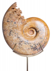 Аммонит Pachylytoceras dilucidum