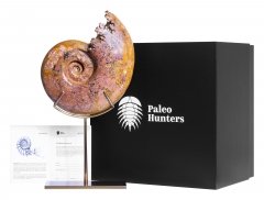 Аммонит Pachylytoceras dilucidum