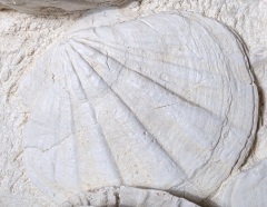 Раковины гребешков Gigantopectens restitutensis