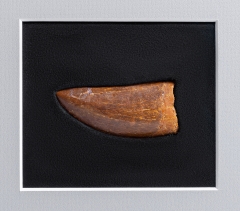 Панно с зубом динозавра Carcharodontosaurus saharicus