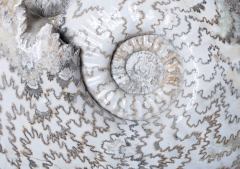 Аммонит Eparietites sp.