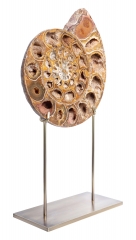 Аммонит Perisphinctes sp.