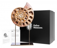 Аммонит Perisphinctes sp.