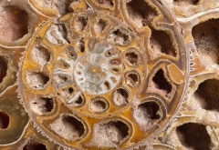 Аммонит Perisphinctes sp.