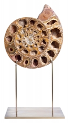 Аммонит Perisphinctes sp.