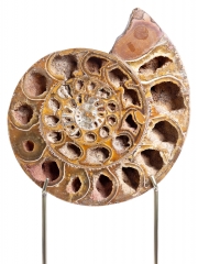 Аммонит Perisphinctes sp.