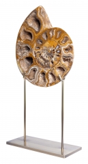 Аммонит Cleoniceras sp. 