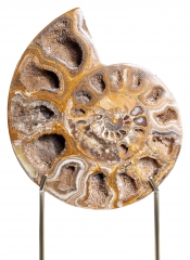 Аммонит Cleoniceras sp. 