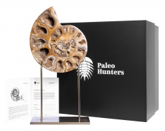 Аммонит Cleoniceras sp. 