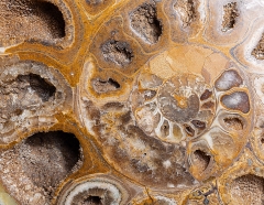 Аммонит Cleoniceras sp. 