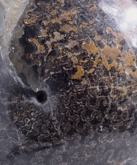 Аммонит Placenticeras sp.