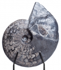 Аммонит Ceratites sp.