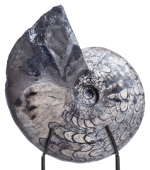 Аммонит Ceratites sp.