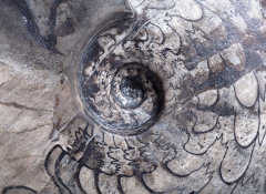 Аммонит Ceratites sp.