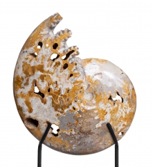 Аммонит Shloenbacchia sp.