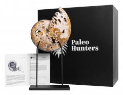 Аммонит Shloenbacchia sp.