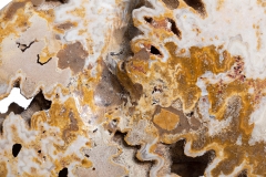 Аммонит Shloenbacchia sp.