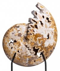 Аммонит Shloenbacchia sp.