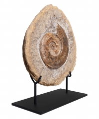 Аммонит Harpoceras sp.