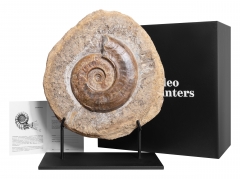 Аммонит Harpoceras sp.