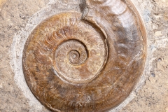Аммонит Harpoceras sp.