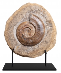 Аммонит Harpoceras sp.