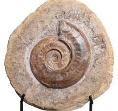 Аммонит Harpoceras sp.