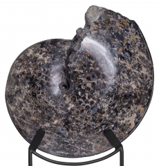 Аммонит Placenticeras sp.