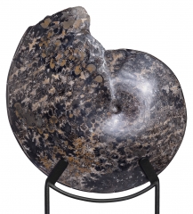 Аммонит Placenticeras sp.