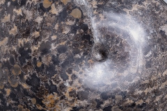 Аммонит Placenticeras sp.