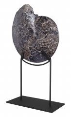 Аммонит Placenticeras sp.