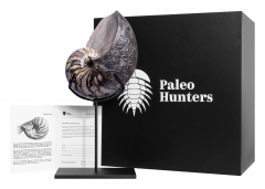 Наутилус Cymatoceras sp.