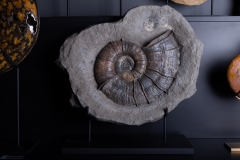Аммонит Lytoceras cornucopia
